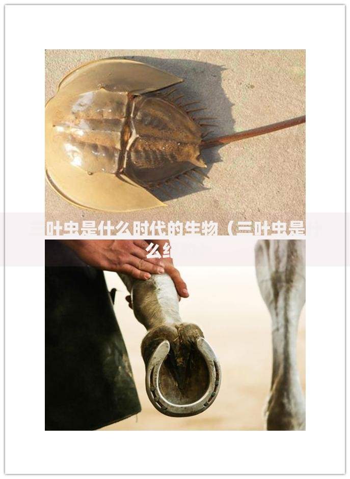 三叶虫是什么时代的生物（三叶虫是什么纪的）