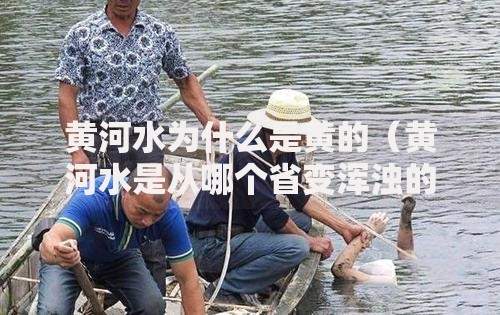 黄河水为什么是黄的（黄河水是从哪个省变浑浊的）