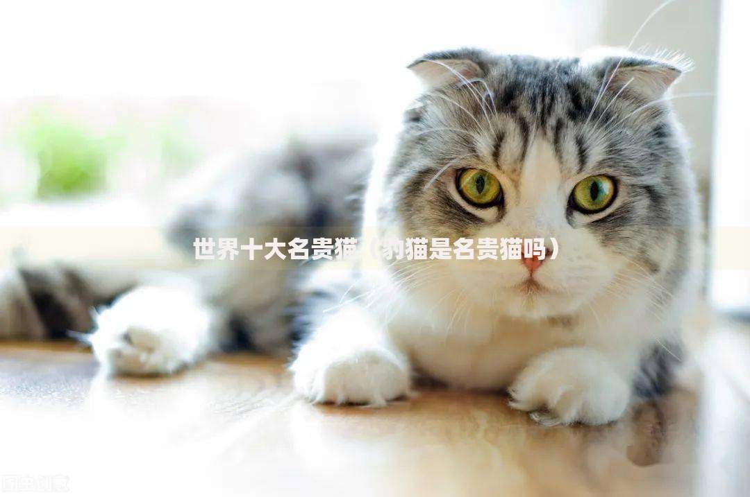 世界十大名贵猫（豹猫是名贵猫吗）