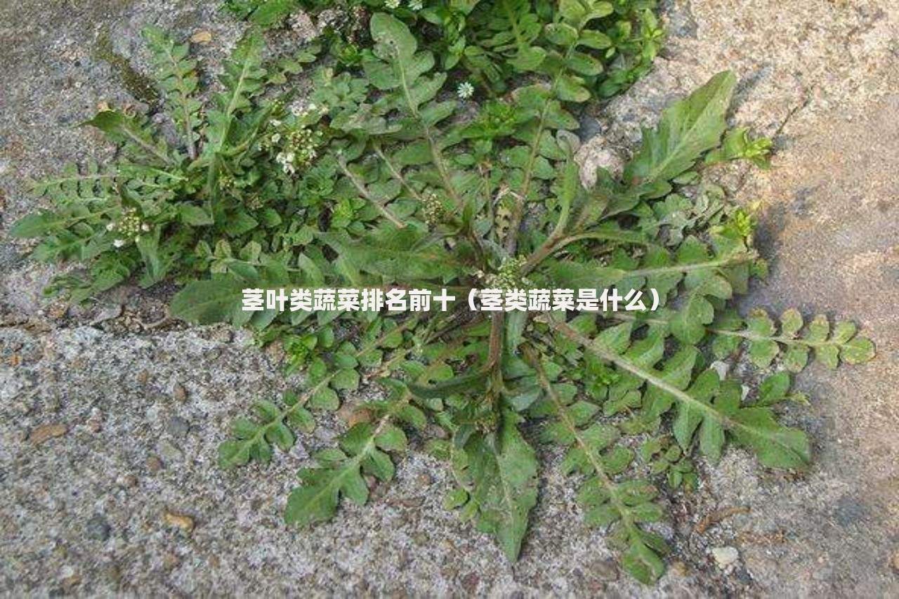 茎叶类蔬菜排名前十（茎类蔬菜是什么）