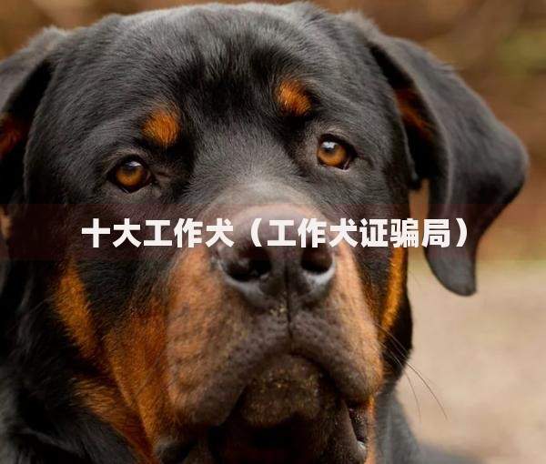 十大工作犬（工作犬证骗局）