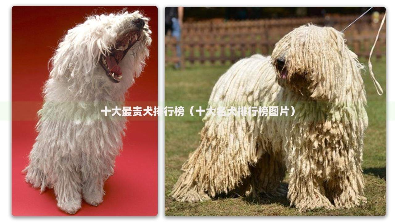 十大最贵犬排行榜（十大名犬排行榜图片）