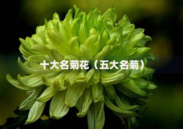 十大名菊花（五大名菊）