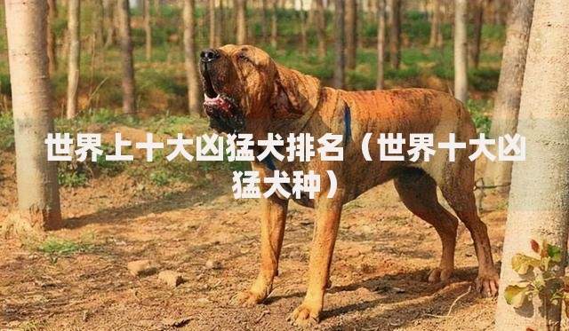 世界上十大凶猛犬排名（世界十大凶猛犬种）