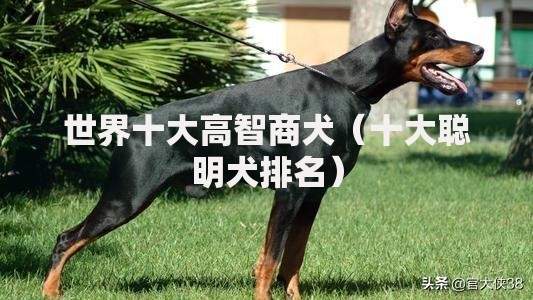 世界十大高智商犬（十大聪明犬排名）