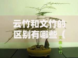 云竹和文竹的区别有哪些（云竹的养殖方法和注意事项有哪些）