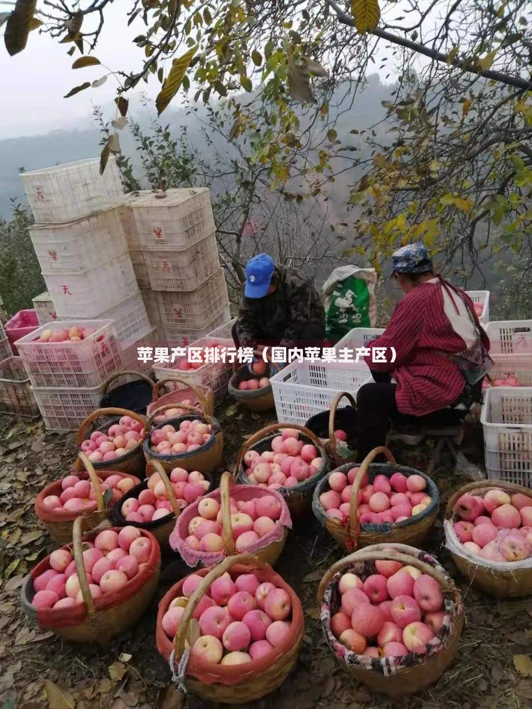 苹果产区排行榜（国内苹果主产区）