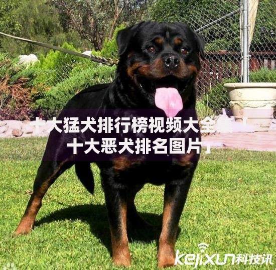 十大猛犬排行榜视频大全集「十大恶犬排名图片」