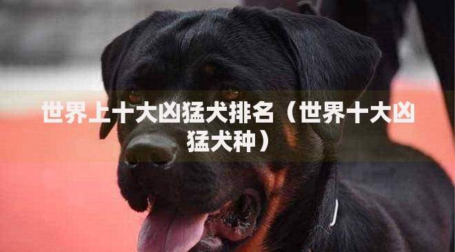 世界上十大凶猛犬排名（世界十大凶猛犬种）