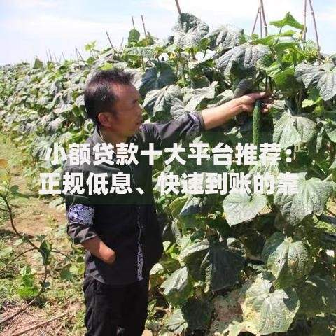小额贷款十大平台推荐：正规低息、快速到账的靠谱选择