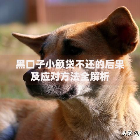 黑口子小额贷不还的后果及应对方法全解析