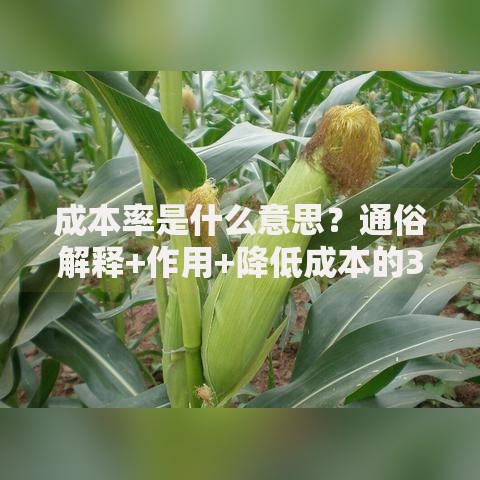 成本率是什么意思？通俗解释+作用+降低成本的3个方法