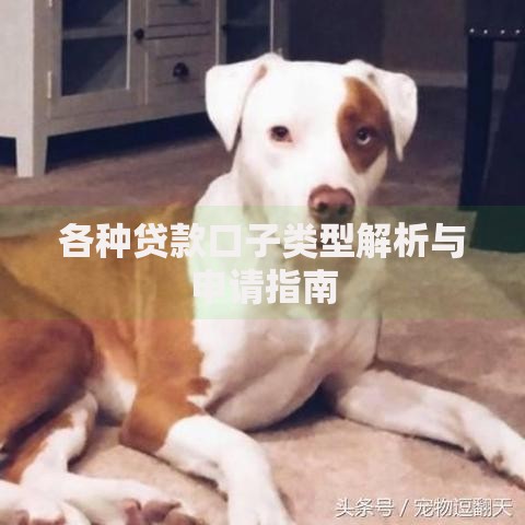 各种贷款口子类型解析与申请指南