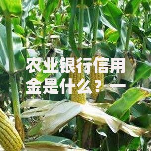 农业银行信用金是什么？一文搞懂申请条件与使用技巧