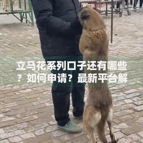 立马花系列口子还有哪些？如何申请？最新平台解析