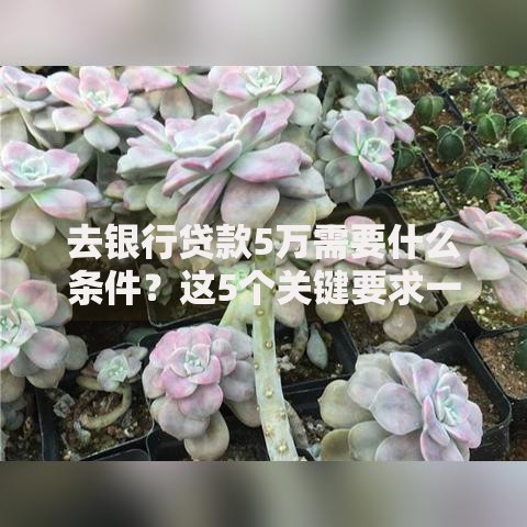 去银行贷款5万需要什么条件？这5个关键要求一定要知道