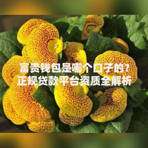 富贵钱包是哪个口子的？正规贷款平台资质全解析