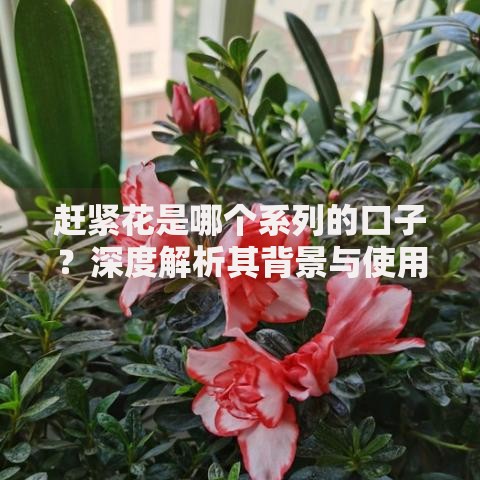 赶紧花是哪个系列的口子？深度解析其背景与使用风险