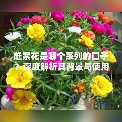 赶紧花是哪个系列的口子？深度解析其背景与使用风险