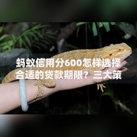 蚂蚁信用分600怎样选择合适的贷款期限？三大策略助你精准规划