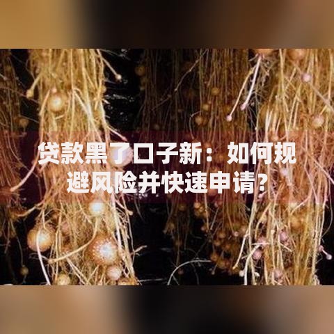 贷款黑了口子新：如何规避风险并快速申请？