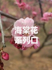海棠花系列口子有哪些?正规平台解析与申请攻略 海棠花系列口子有哪些?正规平台解析与申请攻略