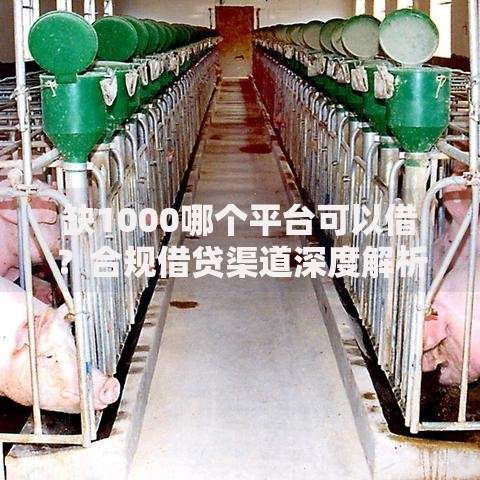 缺1000哪个平台可以借？合规借贷渠道深度解析