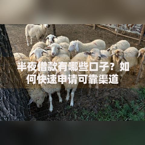 半夜借款有哪些口子？如何快速申请可靠渠道