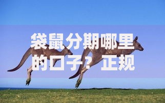 袋鼠分期哪里的口子？正规平台推荐及申请条件解析