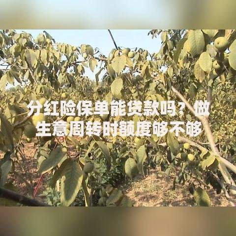 分红险保单能贷款吗?做生意周转时额度够不够 分红险保单能贷款吗?做生意周转时额度够不够