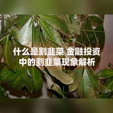什么是割韭菜 金融投资中的割韭菜现象解析