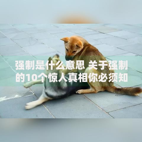 强制是什么意思 关于强制的10个惊人真相你必须知道