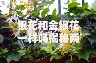 银花和金银花一样吗揭秘两者区别与功效别再傻傻分不清