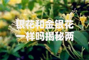 银花和金银花一样吗揭秘两者区别与功效别再傻傻分不清