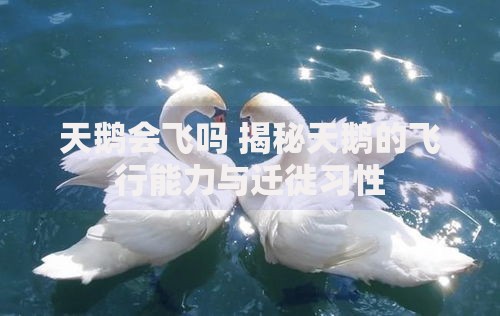 天鹅会飞吗 揭秘天鹅的飞行能力与迁徙习性